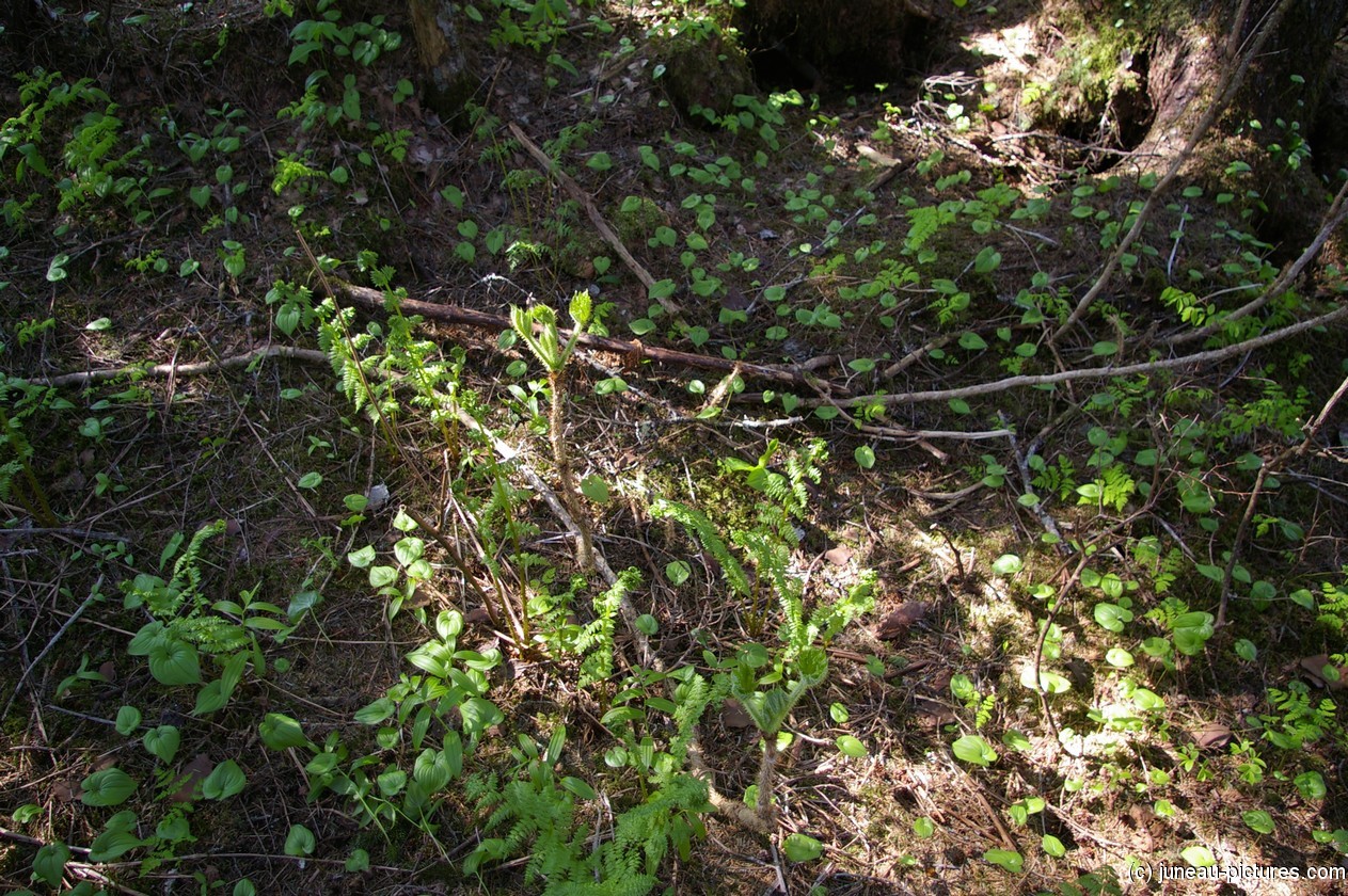 Ferns and other plants in Homestead Park Juneau.jpg