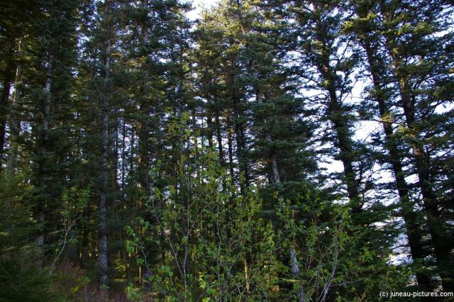 Tall trees in the Juneau Homestead Park.jpg