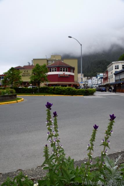 Purple Flowers Across the Street from Red Dog Saloon Juneau