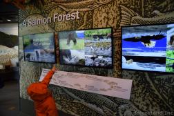 A Salmon Forest Exhibit at Mendenhall Glacier Visitors Center