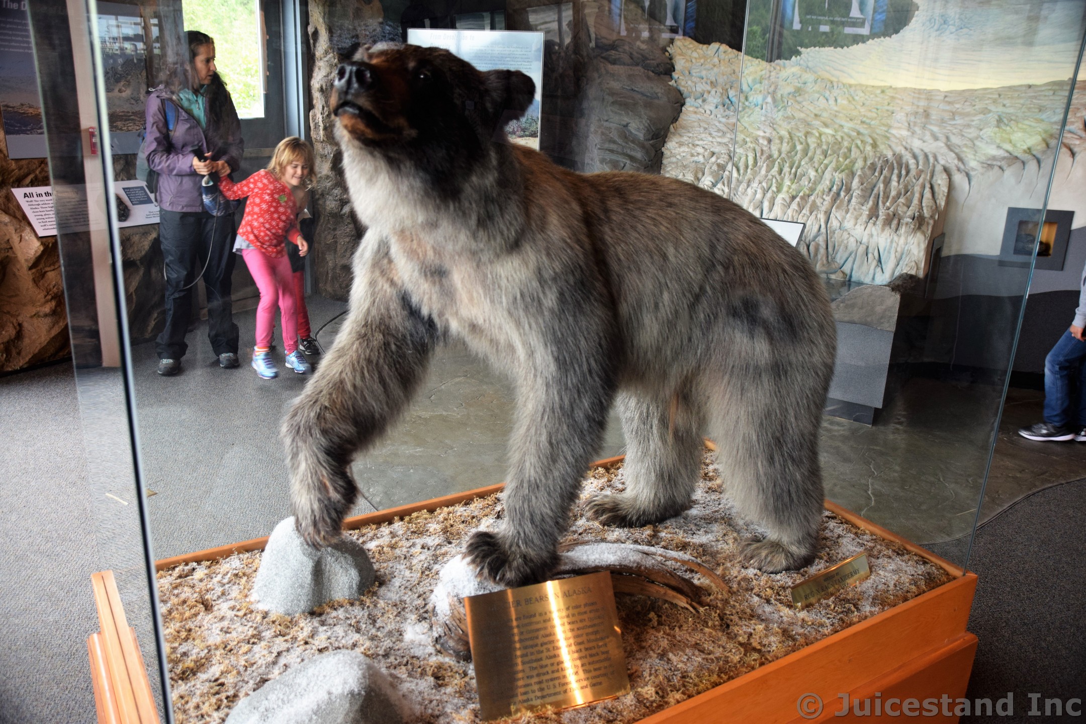 Glacier Bear in Alaska Exhibit