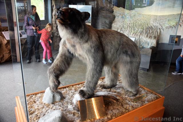 Glacier Bear in Alaska Exhibit