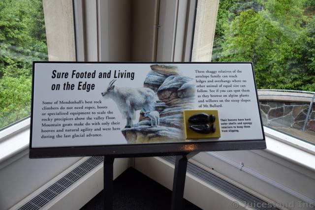 Mountain Goat Info at Mendenhall Glacier Visitors Center