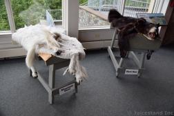 Moutain Goat & Black Bear Hides to Touch at Mendenhall Glacier Visitors Center