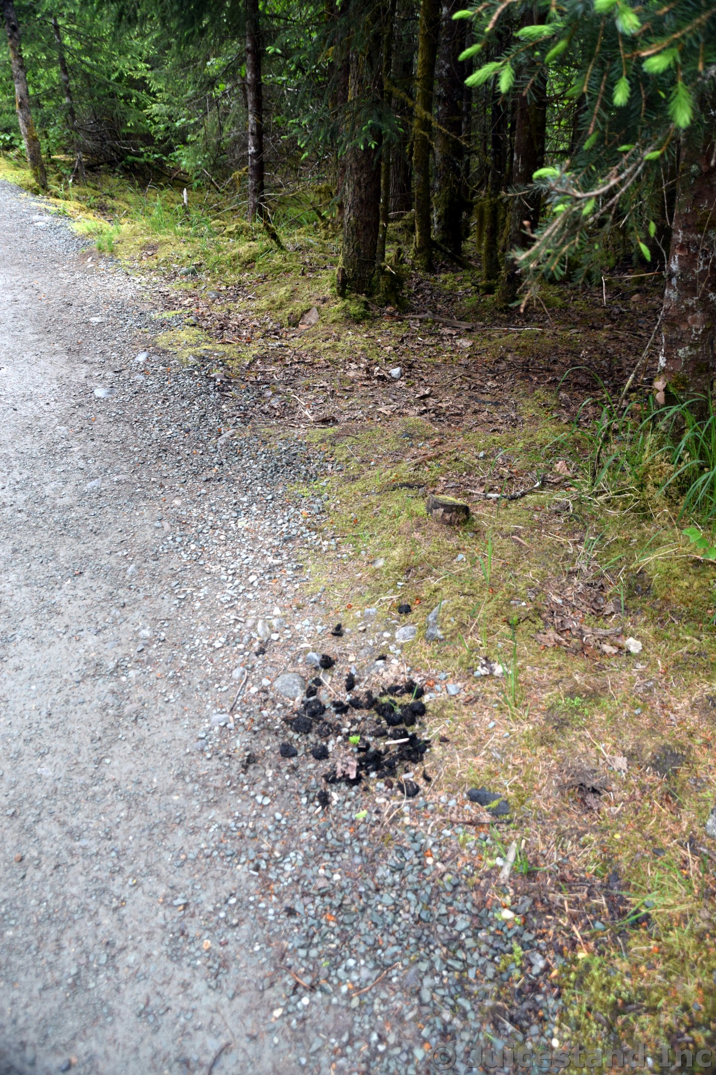 Animal Droppings Seen on Nugget Fall Trail