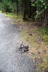 Animal Droppings Seen on Nugget Fall Trail