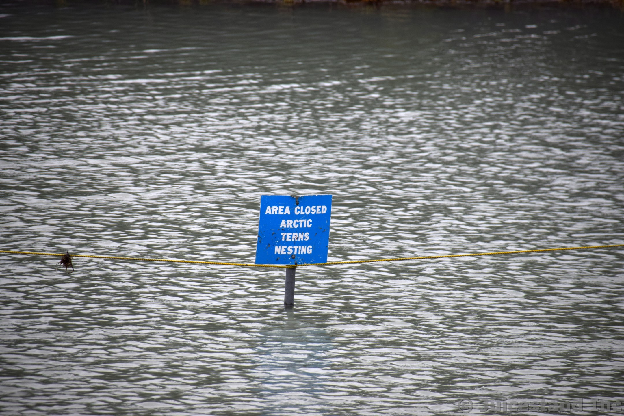 Artic Terns Nesting Sign Near Mendenhall Glacier