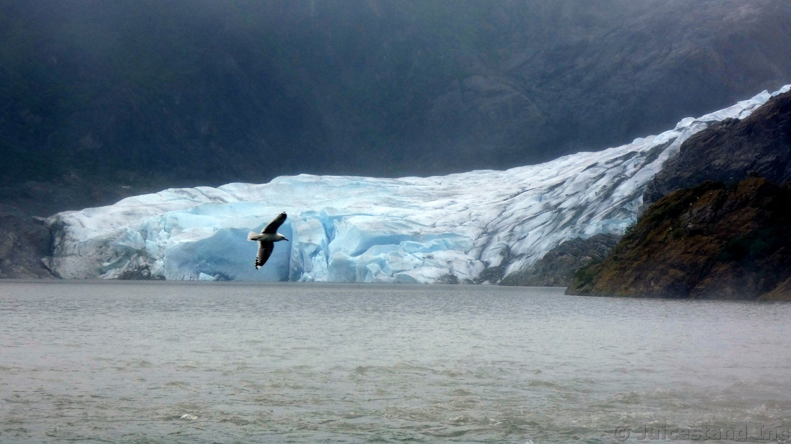 Bird Flying in Front of Mendenhall Glacier