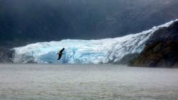 Bird Flying in Front of Mendenhall Glacier