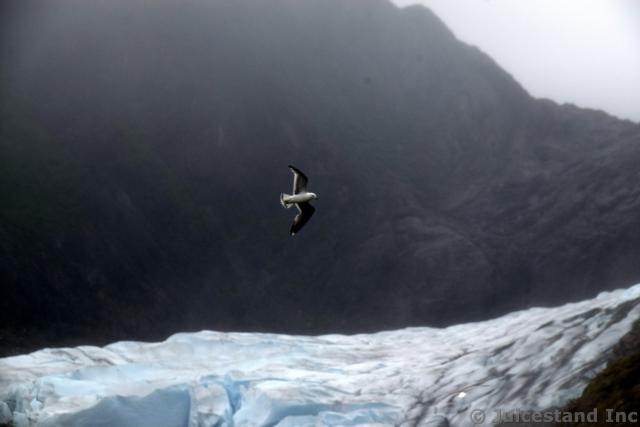 Bird Flying Near Mendenhall Glacier