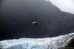 Bird Flying Near Mendenhall Glacier