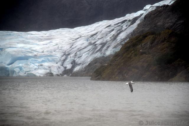 Gull Flies Near Nugget Falls with Mendenhall Glacier in the Background