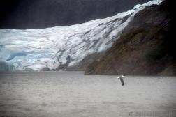 Gull Flies Near Nugget Falls with Mendenhall Glacier in the Background