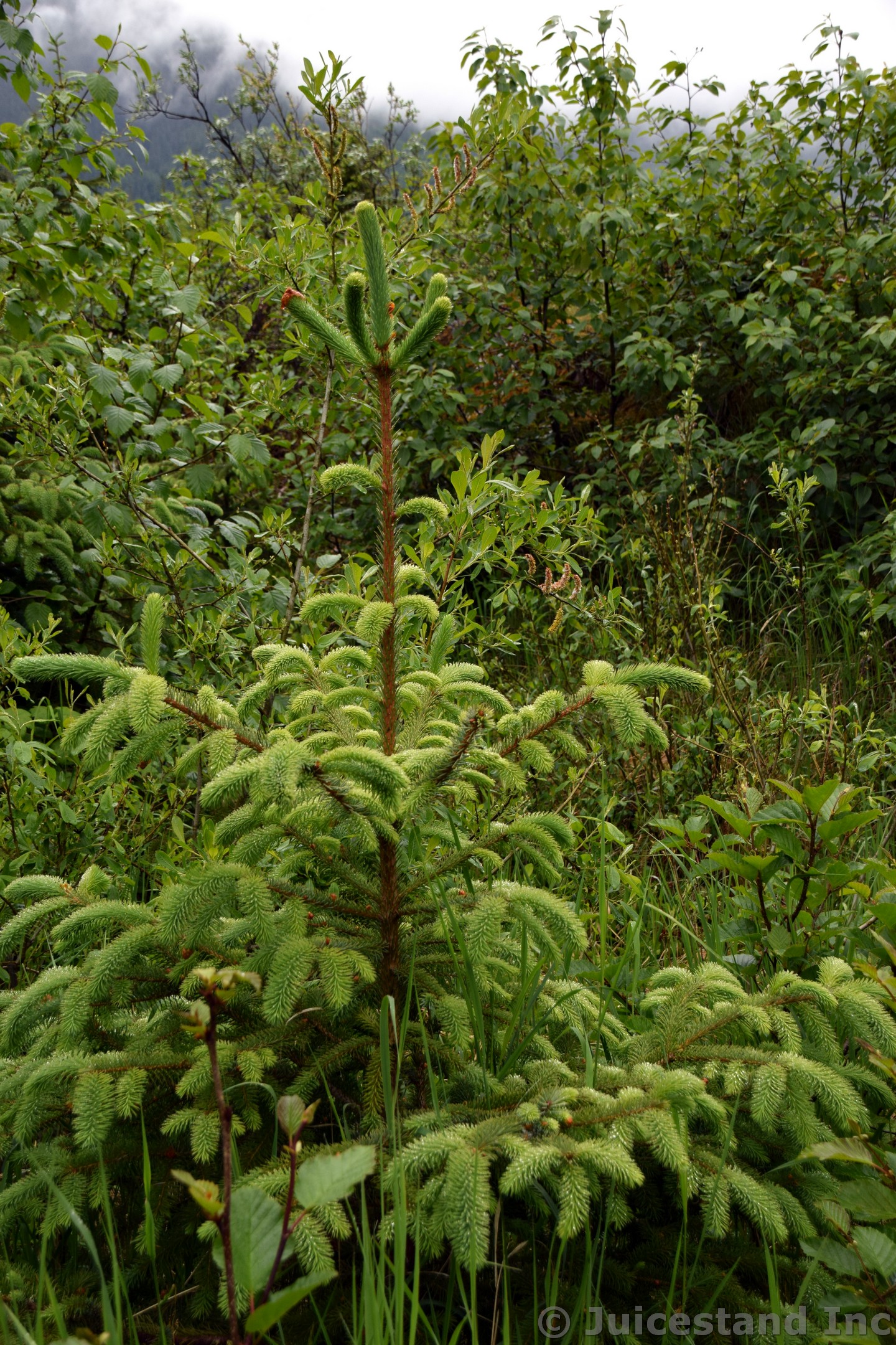 Interesting Fern Like Plant at Mendenhall Glacier Trail