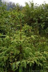 Interesting Fern Like Plant at Mendenhall Glacier Trail