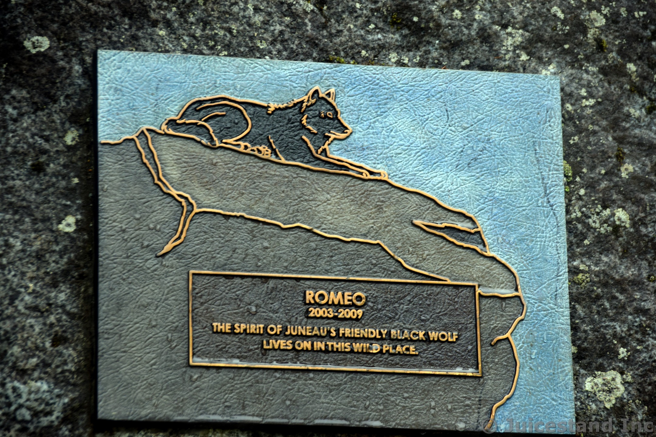 Romeo the Friendly Black Wolf of Juneau Plaque