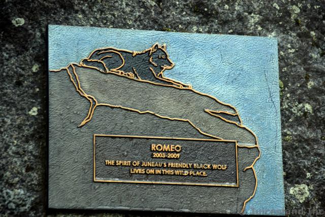 Romeo the Friendly Black Wolf of Juneau Plaque