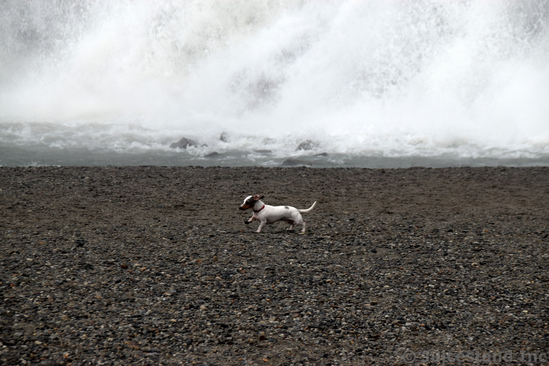 Small Dog Runs at Beach Next to Nugget Falls