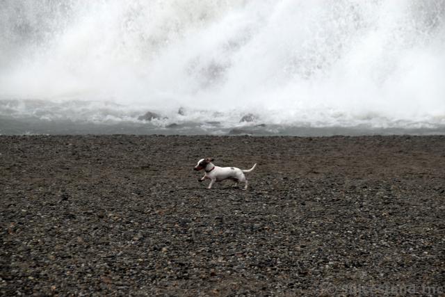 Small Dog Runs at Beach Next to Nugget Falls