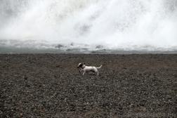 Small Dog Runs at Beach Next to Nugget Falls