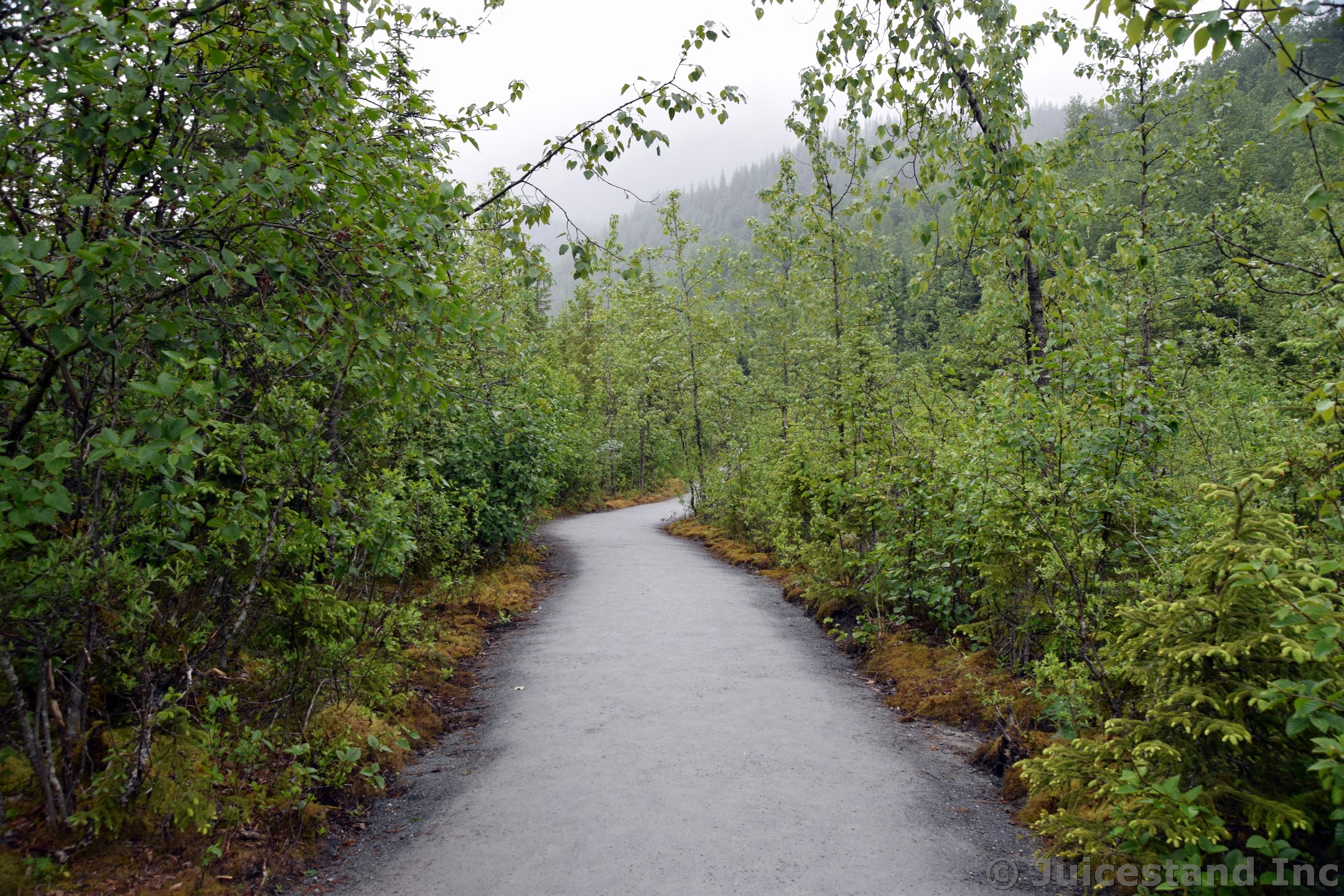 Trees Line the Nugget Falls Trail