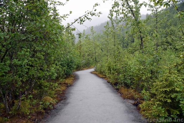Trees Line the Nugget Falls Trail