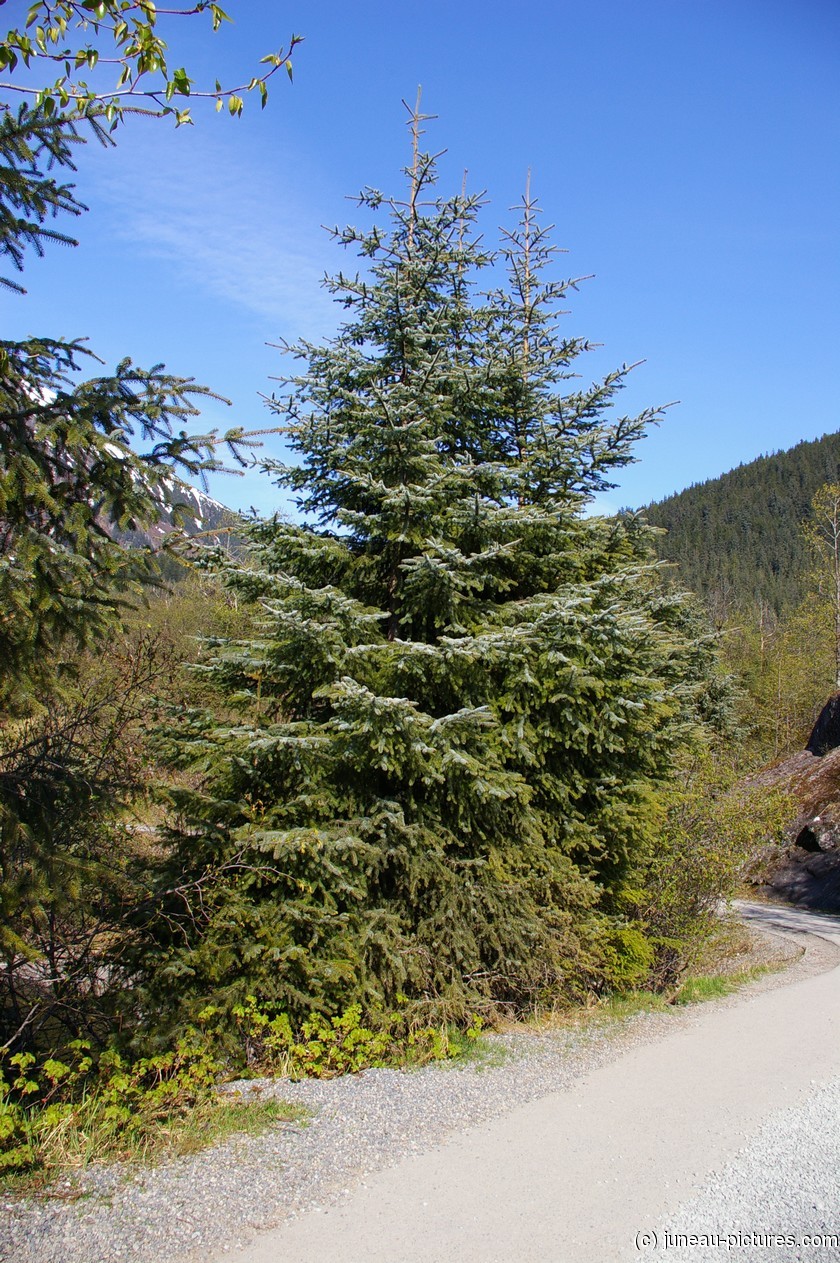 Tree at the Mendenhall Glacier visitor area.jpg