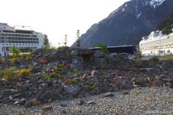 Rocks and flowers at the Juneau cruise pier.jpg